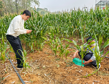 <strong>華中農(nóng)業(yè)大學(xué)植物根系發(fā)育研究</strong>